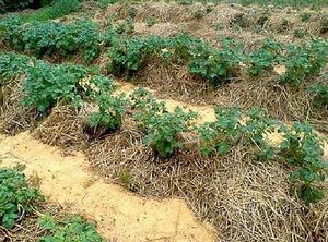 Опаисание процесса выращивания картофеля