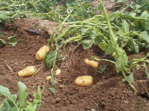 Рекомендации для правильной уборки урожая картофеля