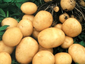 Картофель здоровый овощь