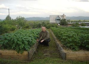 Способ выращивания картофеля под соломой