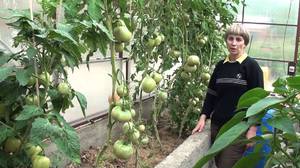 Выращивание высокорослых помидор