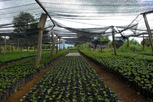 Рекомендации для выращивания рассады капусты в тёплых условиях