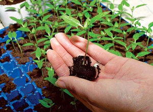 Способы рассаживания ростков баклажан