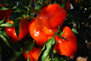 Выращиваем болгарский перец