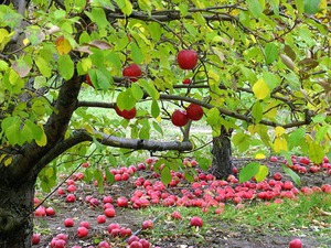 Уход за яблоневым садом