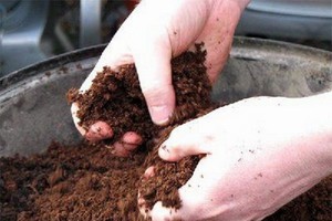 Правильная подготовка грунта для капусты