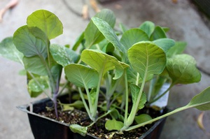 Выращиваем рассаду белокочанной капусты
