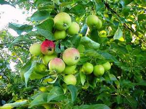 Описание процесса выращивания хороших яблонь