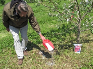 Инструкции садоводов для правильного удобрения яблонь