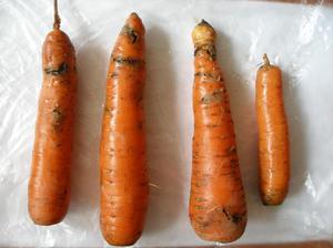 Защита моркови от вредителей