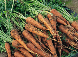 Уборка урожая моркови