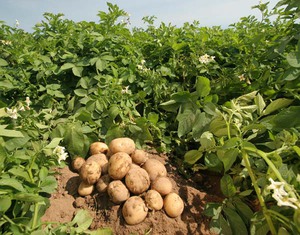 Описание процесса выращивания картофеля из семян