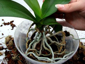 Как выращивать орхидею