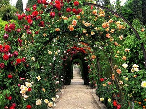 Дизайн сада с помощью плетнистой розы