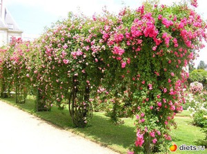 Особенности выращивания роз в саду