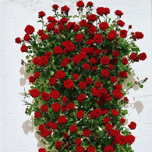 Плетистая красная роза выращивание