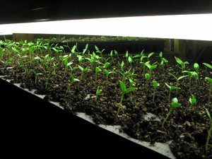 Как выращивать листовой сельдерей