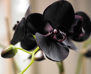 Сорт орхидей Phalaenopsis Black