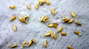Первая стадия проращивания семян огурцов