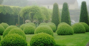 Самшит, или буксус - вечнозеленое дерево, благодаря своей густоте применяется в дизайне ландшафтов