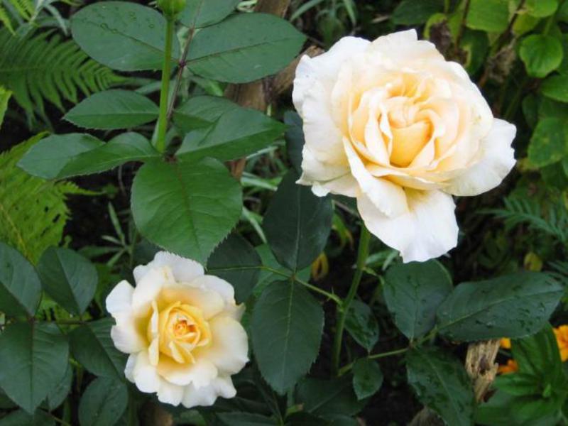 Белая чайная роза