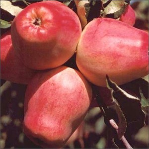 Зимний сорт красных яблок