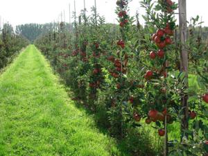 Плодовой сад колоновидных яблок