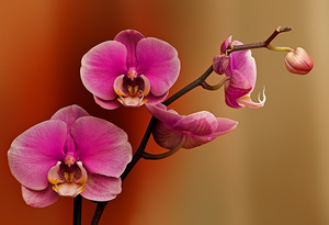Как размножить орхидеи дома