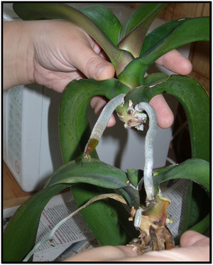 Способ деления орхидеи