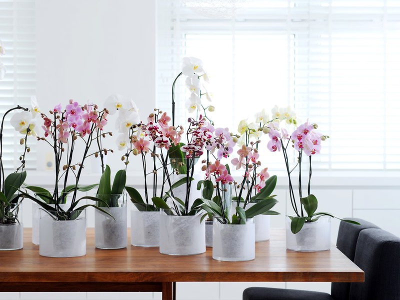 Горшочки с орхидеями