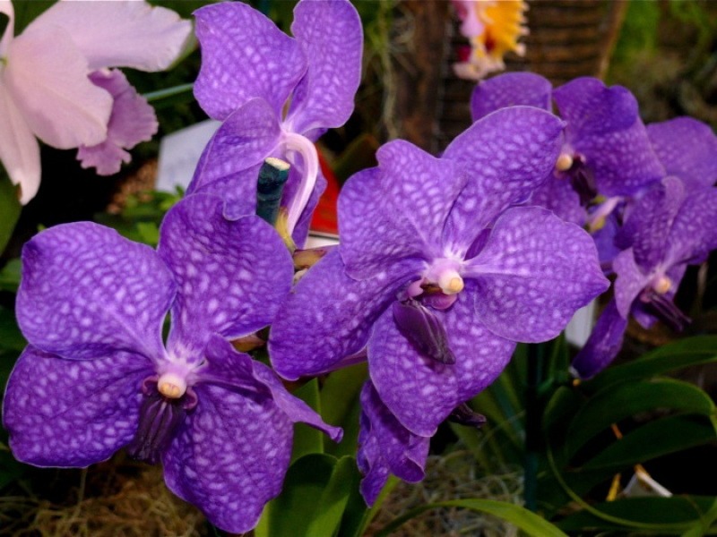 Сорт орхидеи ванда