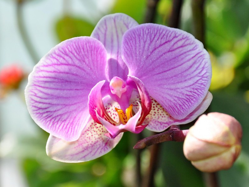Орхидея обыкновенная