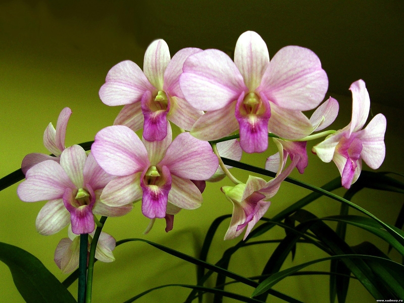 Орхидея королева красоты