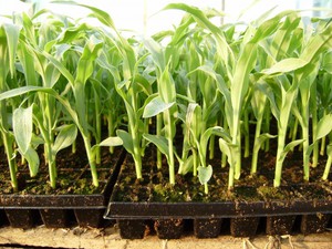 Как вырастить рассаду кукурузы