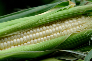 Вид початка молочной кукурузы