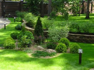 Описание применения садовых кустарников