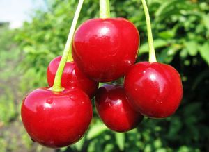 Описание характерных особенностей плодов вишни