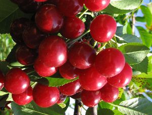 Плодовитость вишни сорта Любская