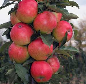 Выращивание яблони Валюта колоновидная