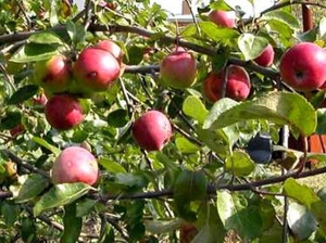Как вырастить яблоню Джонатан