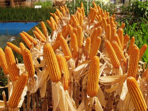 Как весной сажать кукурузу