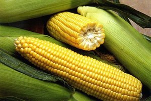 Перечень видов кукурузы