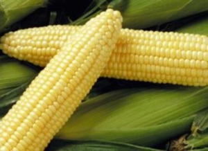 Список разновидностей обыкновенной кукурузы