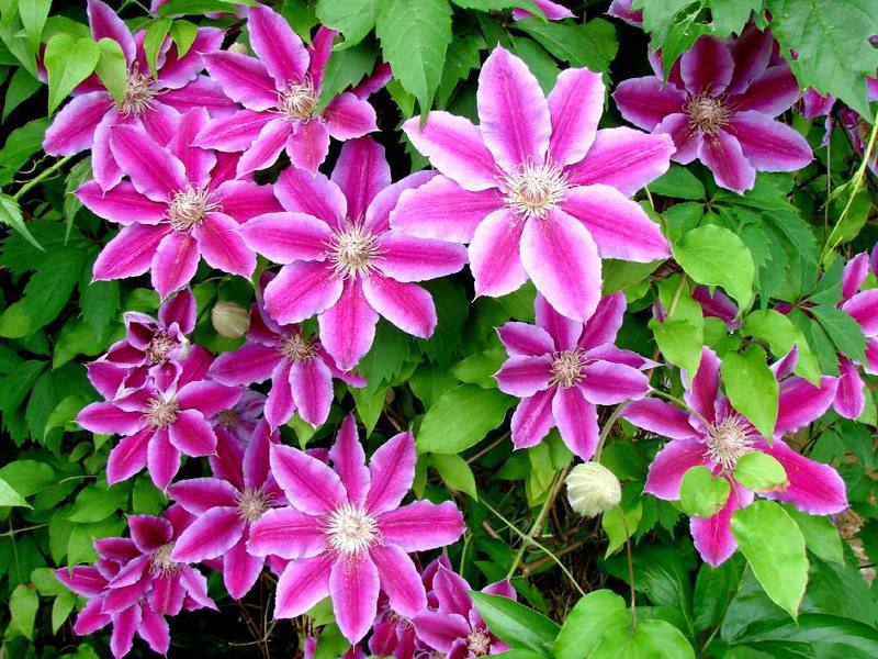 Красивые цветки растения клематис