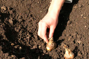 Высадка луковиц в грунт