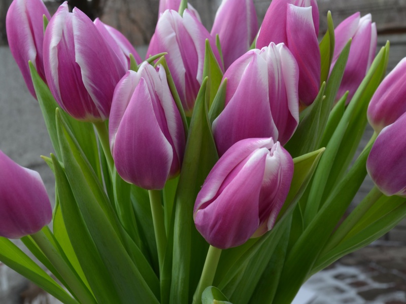Особый цвет тюльпан