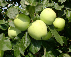 Яблоки сорта Московское позднее