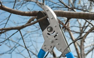 Обрезать веточки можно только чистым секатором, чтобы избежать заболеваний дерева