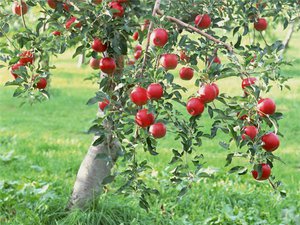 Яблоня, правильно посаженная и ухоженная, всегда приносит много плодов