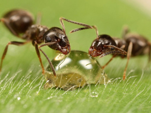 Описание физических особенностей муравьёв